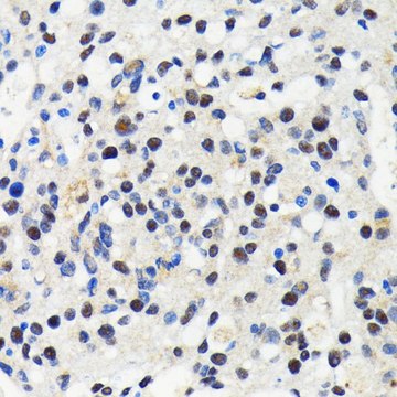 Anti-Cullin 3 antibody produced in rabbit