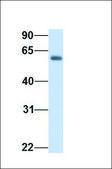 Anti-DHCR24 antibody produced in rabbit affinity isolated antibody