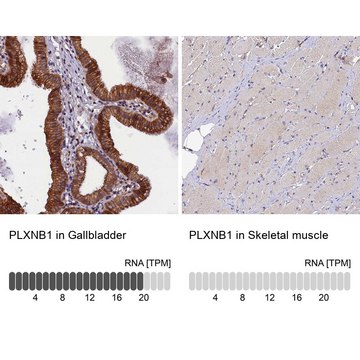 Anti-PLXNB1 antibody produced in rabbit Prestige Antibodies&#174; Powered by Atlas Antibodies, affinity isolated antibody, buffered aqueous glycerol solution