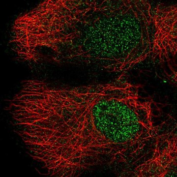 Anti-DLK2 antibody produced in rabbit Prestige Antibodies&#174; Powered by Atlas Antibodies, affinity isolated antibody
