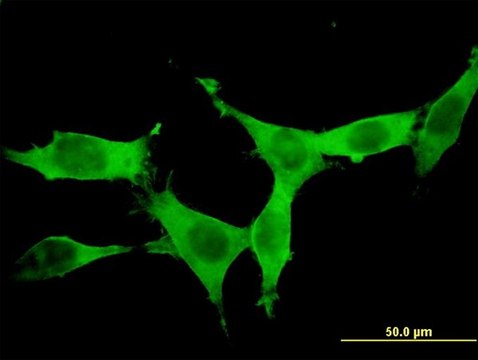 Monoclonal Anti-DCAMKL1, (C-terminal) antibody produced in mouse clone 6H4, purified immunoglobulin, buffered aqueous solution