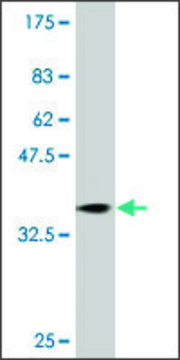 Monoclonal Anti-RAB31 antibody produced in mouse clone 1C6, purified immunoglobulin, buffered aqueous solution