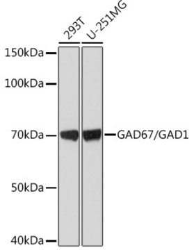 Anti-GAD67/GAD1 Antibody, clone 4I8S8, Rabbit Monoclonal