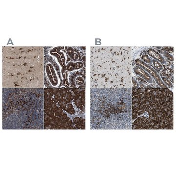 Anti-UGGT1 antibody produced in rabbit Prestige Antibodies&#174; Powered by Atlas Antibodies, affinity isolated antibody, buffered aqueous glycerol solution