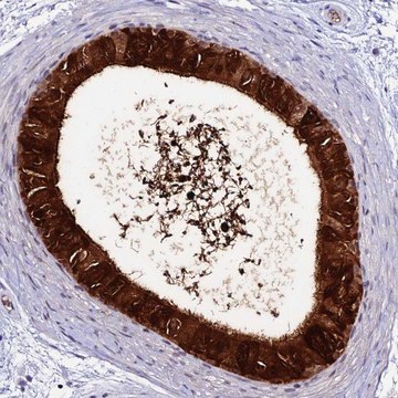 Anti-DEFB132 antibody produced in rabbit Prestige Antibodies&#174; Powered by Atlas Antibodies, affinity isolated antibody, buffered aqueous glycerol solution