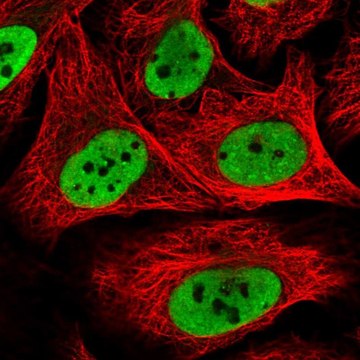 Anti-HNRNPK antibody produced in rabbit Prestige Antibodies&#174; Powered by Atlas Antibodies, affinity isolated antibody