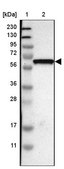 Anti-GDF5 antibody produced in rabbit Prestige Antibodies&#174; Powered by Atlas Antibodies, affinity isolated antibody, buffered aqueous glycerol solution