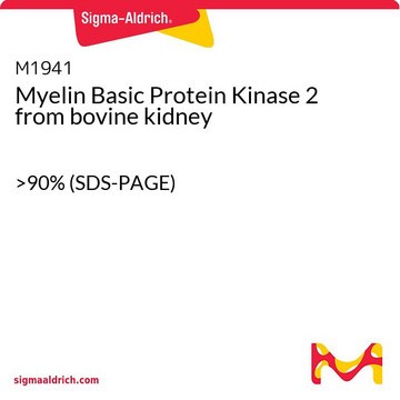 Myelin Basic Protein Kinase 2 from bovine kidney &gt;90% (SDS-PAGE)