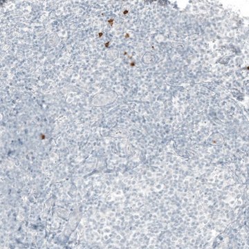 Monoclonal Anti-B3GAT1 antibody produced in mouse Prestige Antibodies&#174; Powered by Atlas Antibodies, clone CL9500, purified immunoglobulin, buffered aqueous glycerol solution