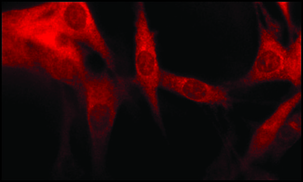 Anti-Early Endosomal Antigen 1 (C-terminal) antibody produced in rabbit ~1&#160;mg/mL, affinity isolated antibody, buffered aqueous solution