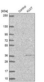 Anti-KLK7 antibody produced in rabbit Prestige Antibodies&#174; Powered by Atlas Antibodies, affinity isolated antibody, buffered aqueous glycerol solution