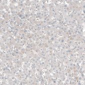 Anti-TCAP antibody produced in rabbit Prestige Antibodies&#174; Powered by Atlas Antibodies, affinity isolated antibody, buffered aqueous glycerol solution