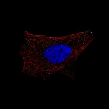 Monoclonal Anti-B3GAT1 antibody produced in mouse Prestige Antibodies&#174; Powered by Atlas Antibodies, clone CL9499, purified immunoglobulin, buffered aqueous glycerol solution