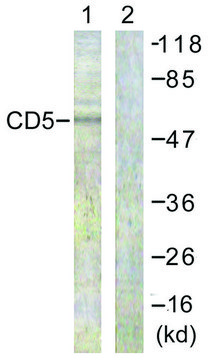 Anti-CD5 antibody produced in rabbit affinity isolated antibody