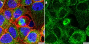 Anti-TUBB6 Antibody, clone 1F12 ZooMAb&#174; Rabbit Monoclonal recombinant, expressed in HEK 293 cells