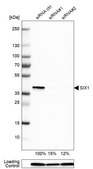 Anti-SIX1 antibody produced in rabbit Prestige Antibodies&#174; Powered by Atlas Antibodies, affinity isolated antibody, buffered aqueous glycerol solution