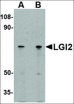 Anti-LGI2 (ab1) antibody produced in rabbit affinity isolated antibody, buffered aqueous solution