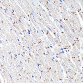 Anti- N-Cadherin antibody produced in rabbit