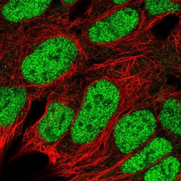Anti-RBX1 antibody produced in rabbit Prestige Antibodies&#174; Powered by Atlas Antibodies, affinity isolated antibody, buffered aqueous glycerol solution