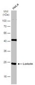 Anti-LOR (N-terminal) antibody produced in rabbit affinity isolated antibody, buffered aqueous solution
