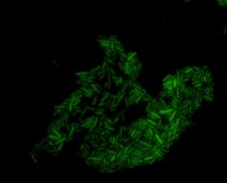 Escherichia coli FISH probe -ATTO488 Probe for fluorescence in situ hybridization (FISH), 20&#181;M in water