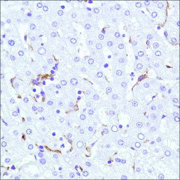 Anti-CD169 antibody, Rabbit monoclonal clone SP213, recombinant, expressed in proprietary host, affinity isolated antibody