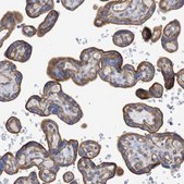 Anti-NECTIN2 antibody produced in rabbit Prestige Antibodies&#174; Powered by Atlas Antibodies, affinity isolated antibody, buffered aqueous glycerol solution