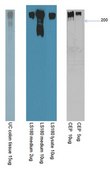 Anti-CEP Antibody, clone Das-1 (7E12H12) clone 7E12H12, from mouse