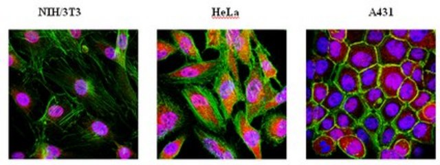 Anti-Cytoplasmic FMR1-interacting protein 1 Antibody from rabbit, purified by affinity chromatography