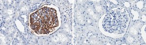 Anti-Tissue Factor Antibody, clone 2L10 ZooMAb&#174; Rabbit Monoclonal recombinant, expressed in HEK 293 cells