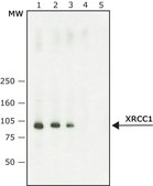 Anti-XRCC1 antibody produced in rabbit ~1&#160;mg/mL, affinity isolated antibody, buffered aqueous solution