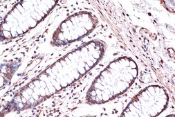 Anti-KIF4A Antibody, clone 4A9P2, Rabbit Monoclonal