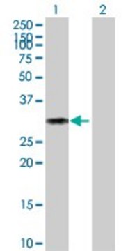 Anti-CD27 antibody produced in mouse purified immunoglobulin, buffered aqueous solution