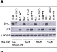 Anti-&#947;-Tubulin antibody, Mouse monoclonal clone GTU-88, ascites fluid