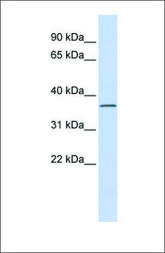 Anti-LRRC25 antibody produced in rabbit affinity isolated antibody