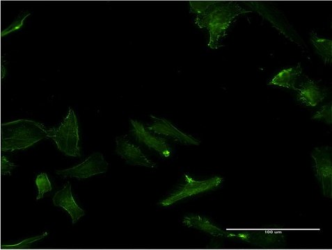 Monoclonal Anti-GPC5 antibody produced in mouse clone 1B8, purified immunoglobulin, buffered aqueous solution