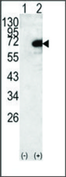Anti-LTV1 Homolog (C-term) antibody produced in rabbit IgG fraction of antiserum, buffered aqueous solution