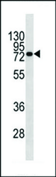 MONOCLONAL ANTI-CD138 antibody produced in mouse clone 480CT5.4.3, crude ascites, buffered aqueous solution