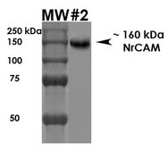 Monoclonal Anti-Qki - Fitc antibody produced in mouse clone S147-6, purified immunoglobulin