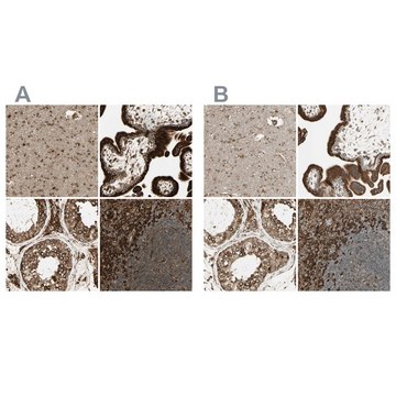 Anti-CANX antibody produced in rabbit Ab1, Prestige Antibodies&#174; Powered by Atlas Antibodies, affinity isolated antibody, buffered aqueous glycerol solution