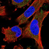 Anti-FREM2 antibody produced in rabbit Prestige Antibodies&#174; Powered by Atlas Antibodies, affinity isolated antibody, buffered aqueous glycerol solution