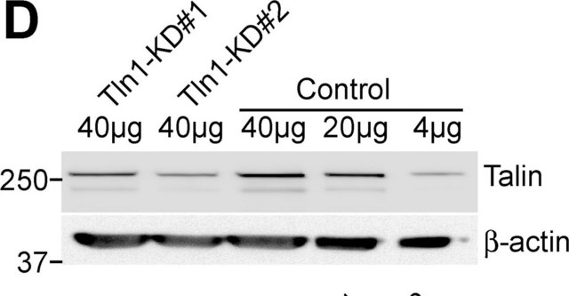 Monoclonal Anti-Talin antibody produced in mouse clone 8d4, ascites fluid