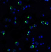 Anti-PD-1 (ab2) antibody produced in rabbit affinity isolated antibody, buffered aqueous solution