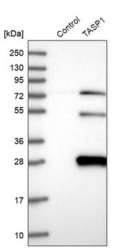 Anti-TASP1 antibody produced in rabbit Prestige Antibodies&#174; Powered by Atlas Antibodies, affinity isolated antibody, buffered aqueous glycerol solution, ab2