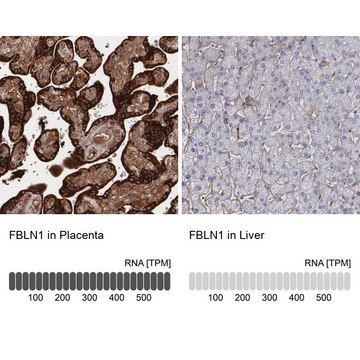 Anti-FBLN1 antibody produced in rabbit Ab1, Prestige Antibodies&#174; Powered by Atlas Antibodies, affinity isolated antibody, buffered aqueous glycerol solution