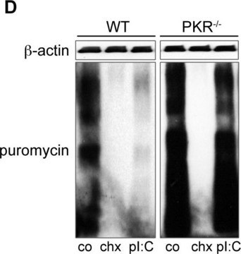 Anti-Puromycin Antibody, clone 12D10 clone 12D10, from mouse