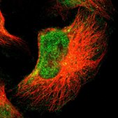 Anti-FOXN2 antibody produced in rabbit Prestige Antibodies&#174; Powered by Atlas Antibodies, affinity isolated antibody, buffered aqueous glycerol solution