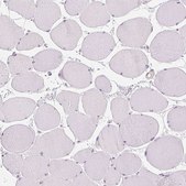 Anti-MCOLN3 antibody produced in rabbit Prestige Antibodies&#174; Powered by Atlas Antibodies, affinity isolated antibody, buffered aqueous glycerol solution