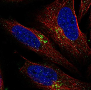 Anti-LAPTM4B antibody produced in rabbit Prestige Antibodies&#174; Powered by Atlas Antibodies, affinity isolated antibody