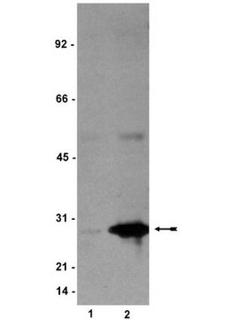 Anti-phospho-HSP27 (Ser78) Antibody, clone JBW502 clone JBW502, Upstate&#174;, from mouse